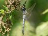 Orthetrum cancellatum